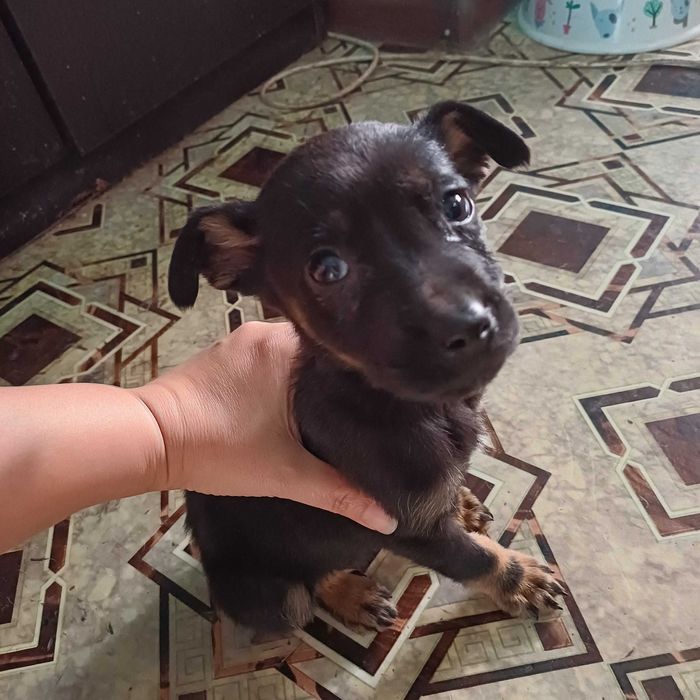 Даром щенок в добрые руки