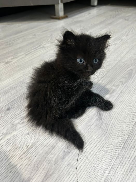 Красивые  котята