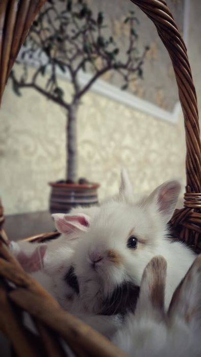 Очаровательные домашние кролики