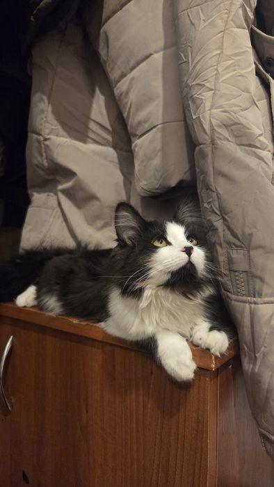 Отдам в добрые руки