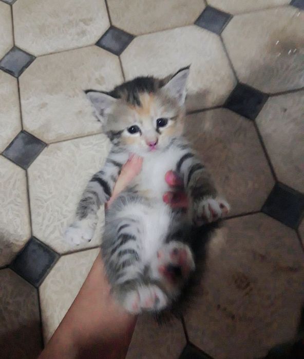 Милое Кошки 1 месят