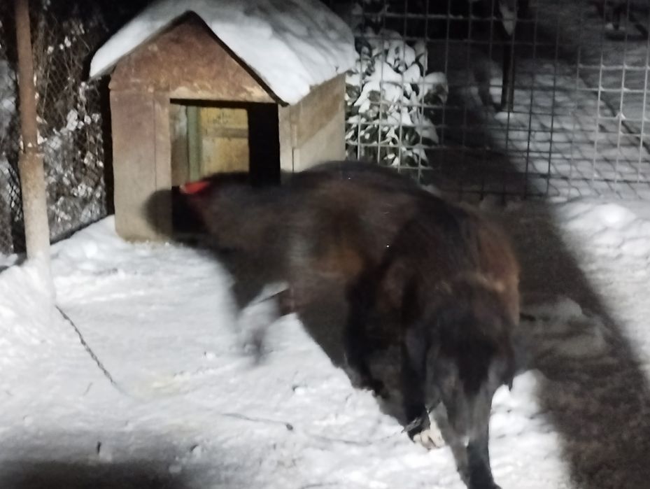 Ciobanesc Romanesc Corb