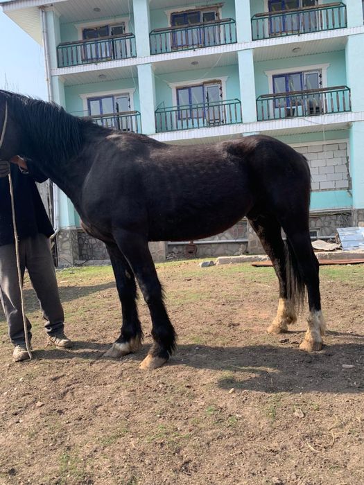 Жеребец в косяк