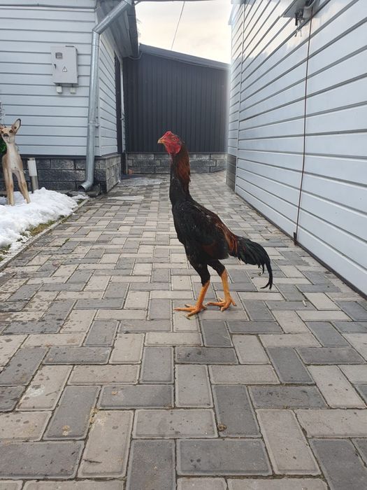 Петухи дакан для спарринга