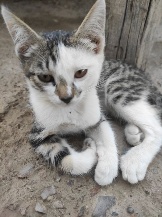 Yigitlar bir-birlarini silkitishdi