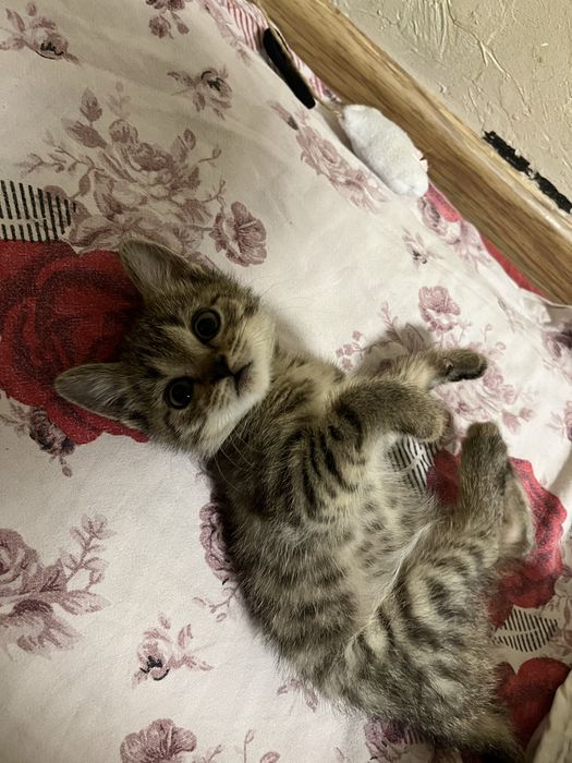 Котенок в добрые руки