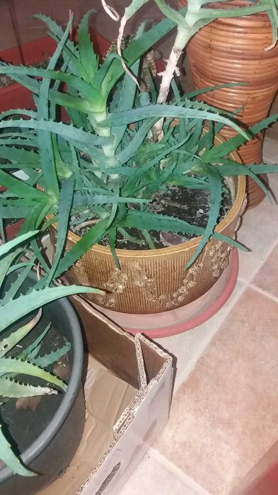 цветя и саксии всички за 25евро