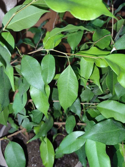 Фикус Бенджамина