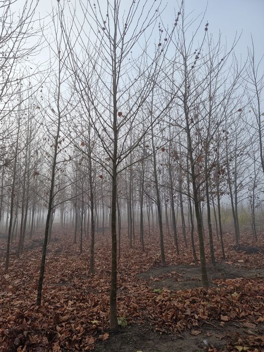 Platan - Tei de floare ( copaci ornamentali)