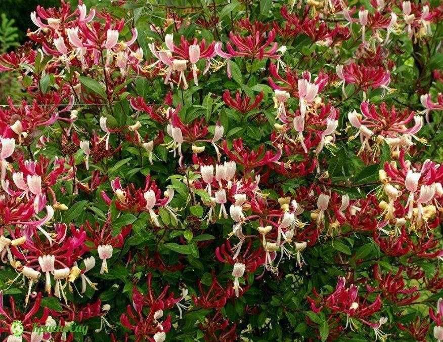 Саженцы Девичьего винограда и Жимолист (Каприфоль) - вьющиеся