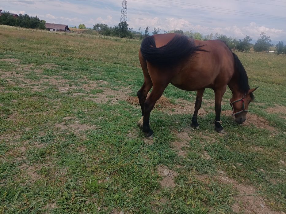 Vind iapa virstă 7 ani cu pașaport,  blinda învățată la căruță, tirisi.