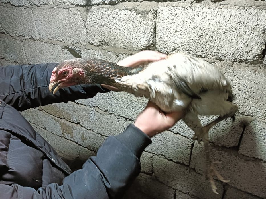 Дакар тауык сатылады