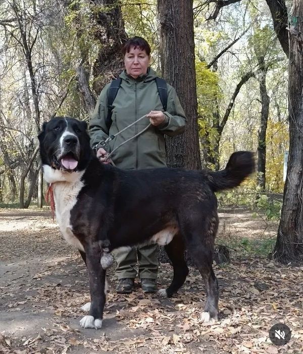 Щенки САО Алабай