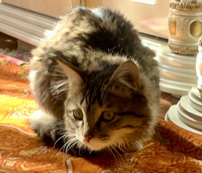 Красивая пушистая кошечка (Стерилизована)!