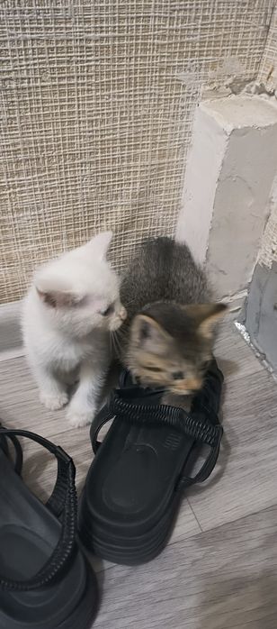 Отдадим хороших белых котят