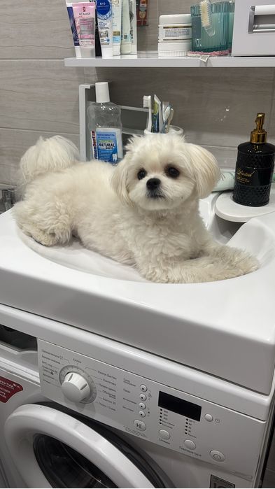 Ищем жениха нашей девочки