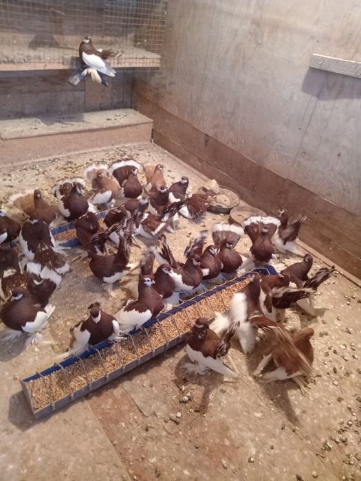 Продам домашних голубей