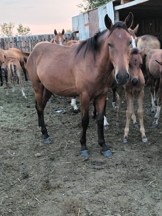 Продам тайчика 2 года три месяца