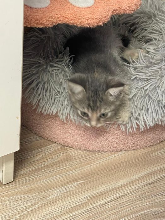 Малыши котята ищут новых хозяев