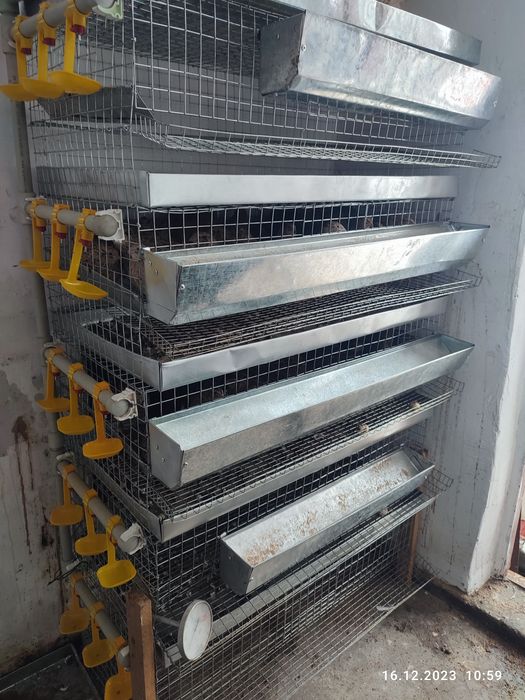 Перепела, Мини ферма.