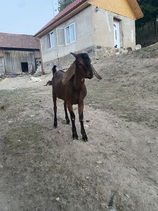 Capre de vânzare.
