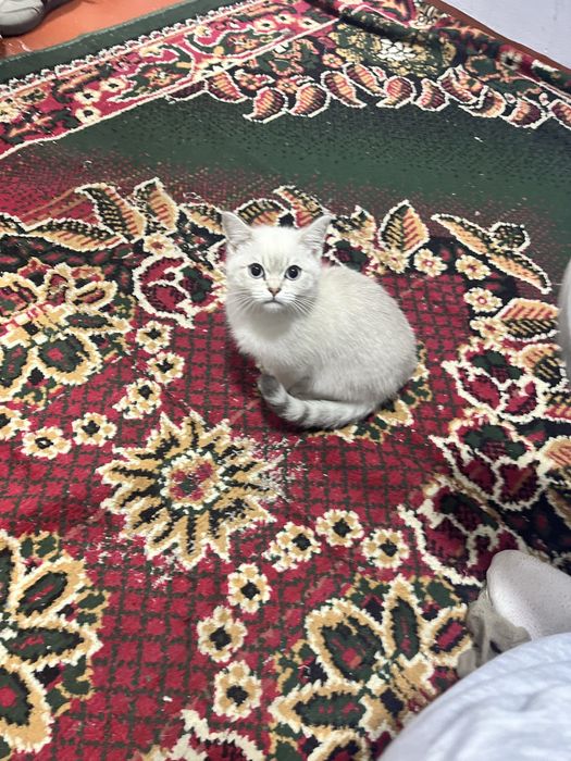 Британская девочка