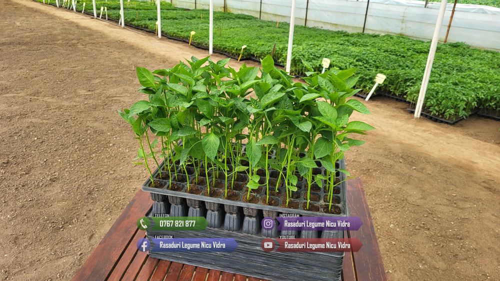 Vand Rasad de rosii ardei castraveti vinete salata | Rasaduri Legume