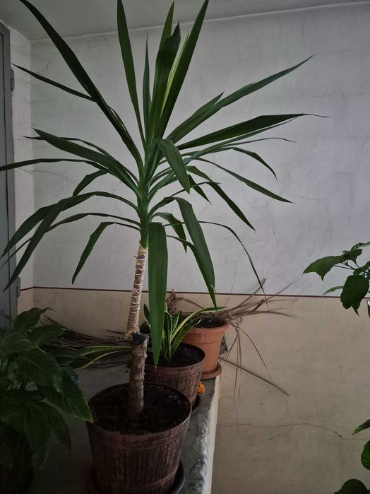 Vand Yukka cca 70 cm