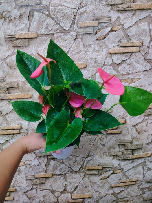 Anthurium andraeanum
мужское счастье