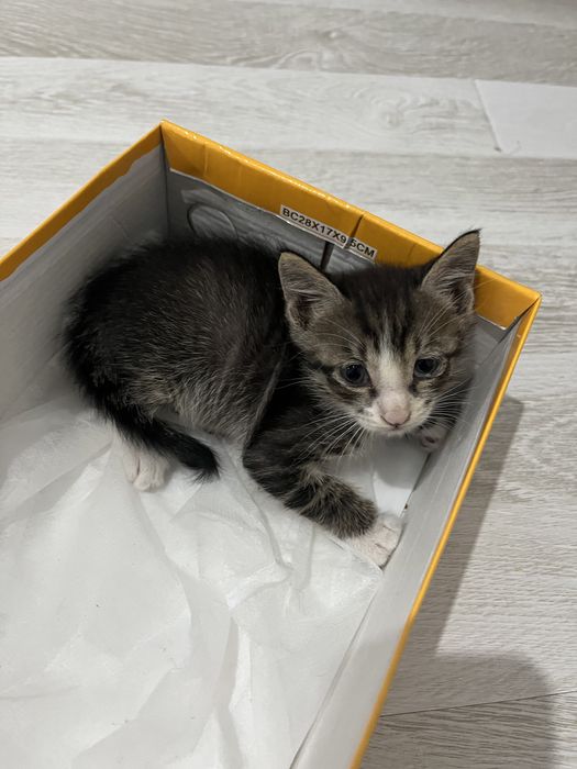 Кошки, котята, кот