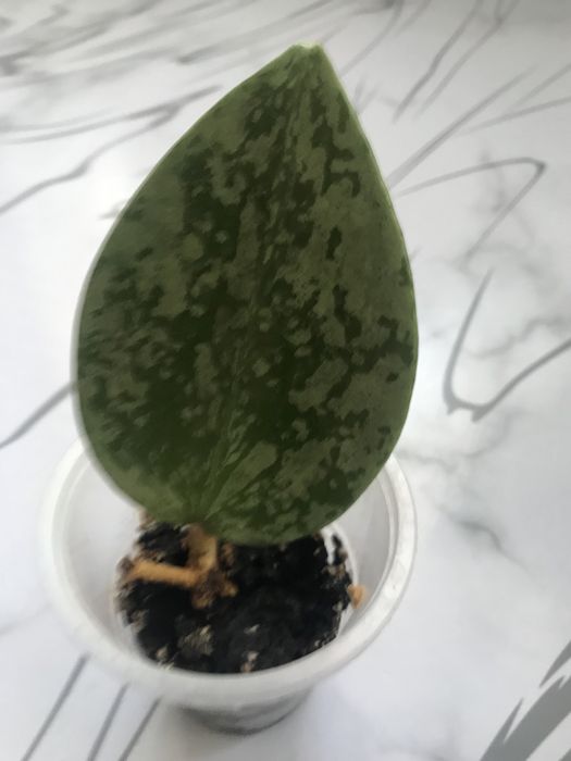 Экзотические хойи