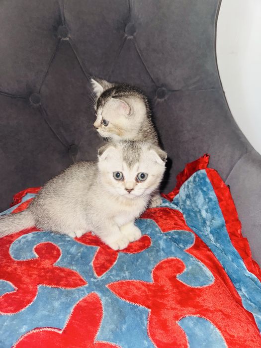 Вислоухий котята