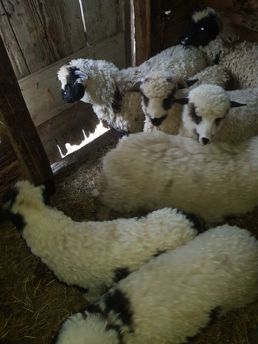 Oi de vanzare în Stanija