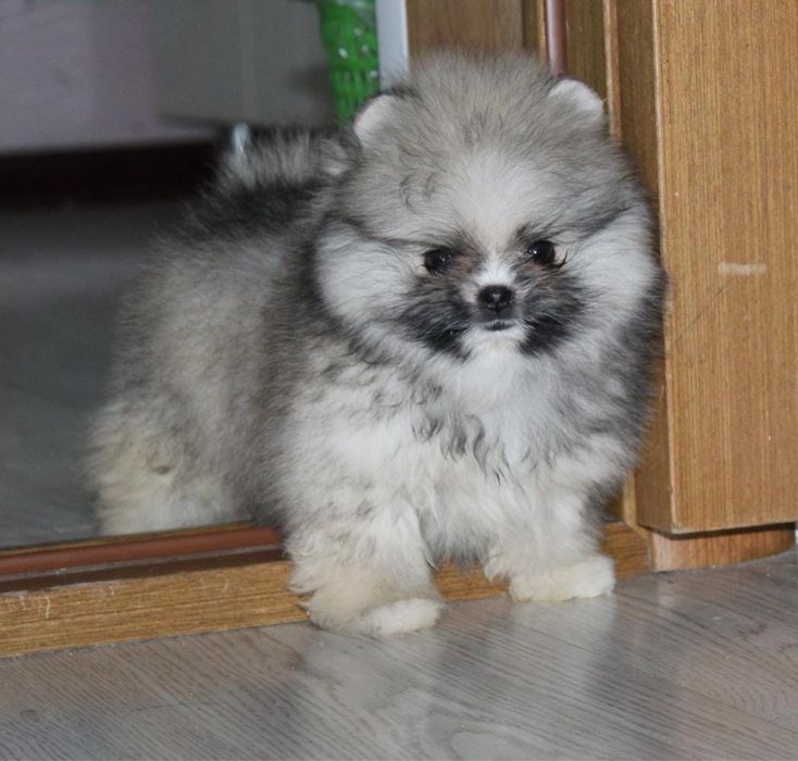 Продам щенка шпиц