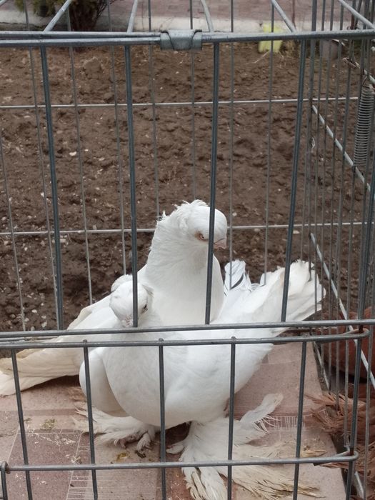 Голуби чубатый тараз