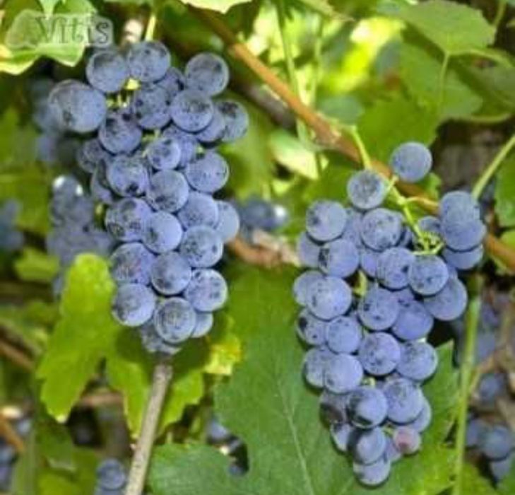 Продам домашний виноград "Изабелла"
