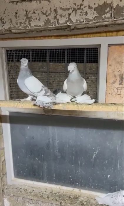 Голуби рябоголовые в продаже