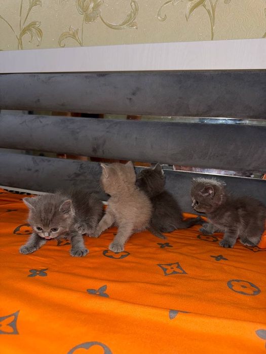 Mushuk bolasi sotiladi