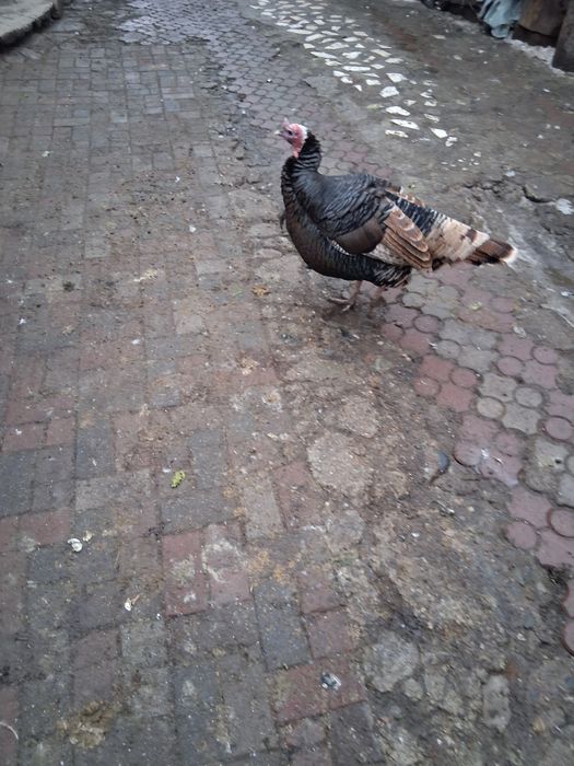 Curcani de casa     .