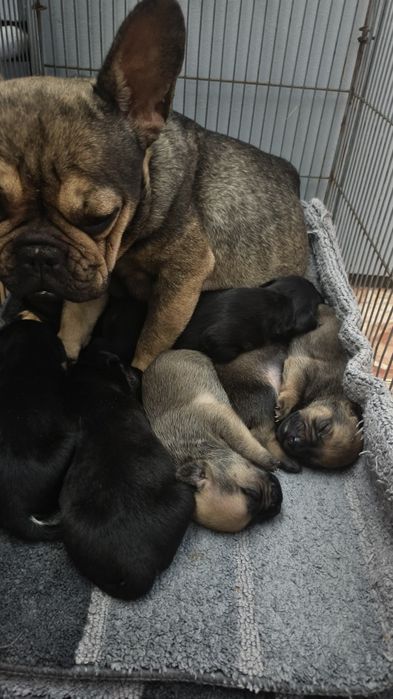 Продам щенков французского бульдога метисы !