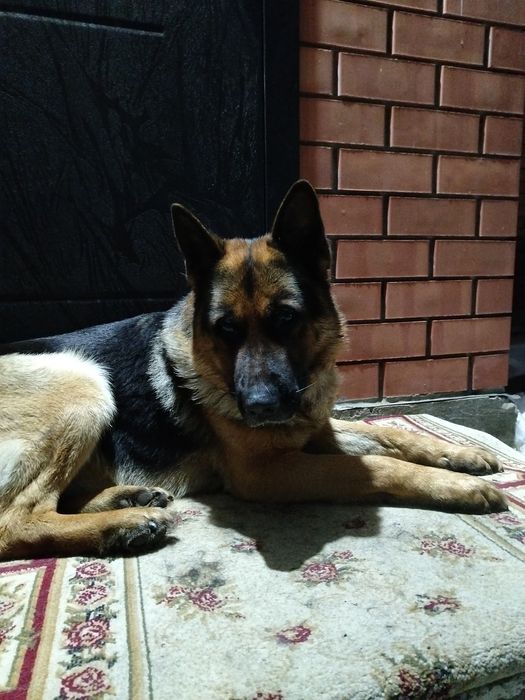 Вязка  уральск деркул