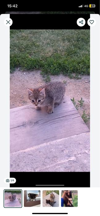Отдам котенка ,мальчик,ласковый