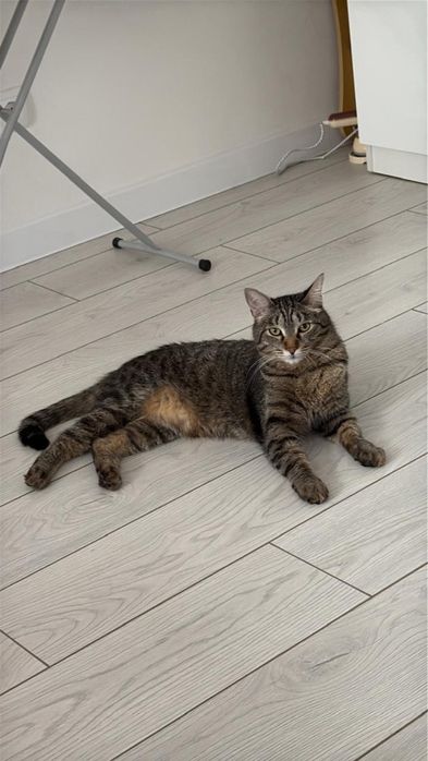 Отдам кота, домашний