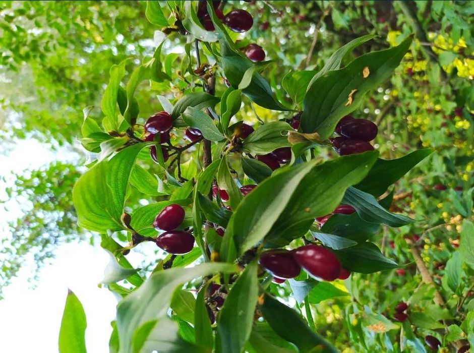 Кизил саженцы со своего участка