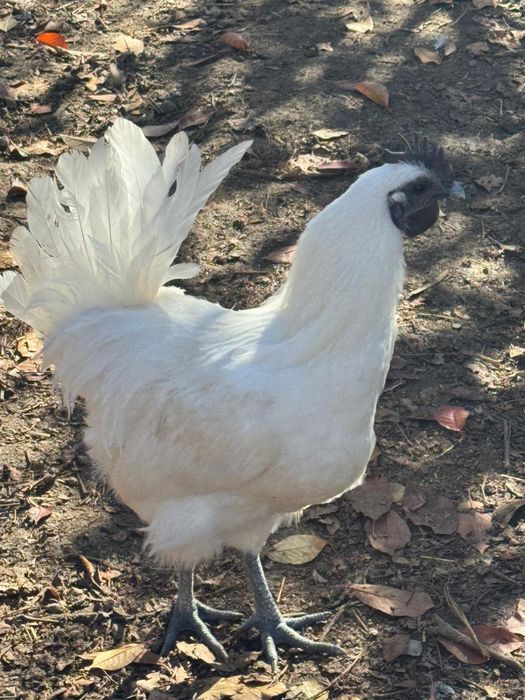 Vand cocosi - 2 paduana si 1 metis Ayam Cemany cu rasa mare alba