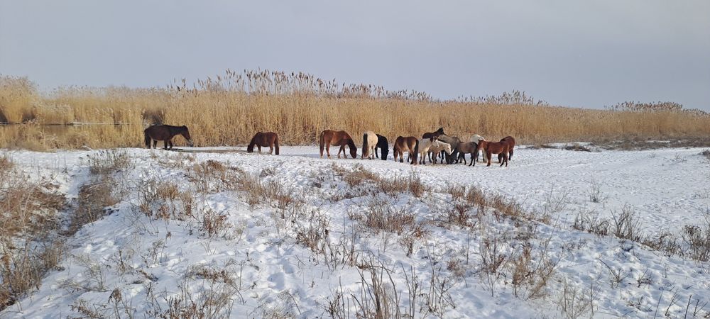 Уйр жылкы срочно