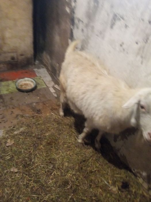 Каза зааненская  2 года