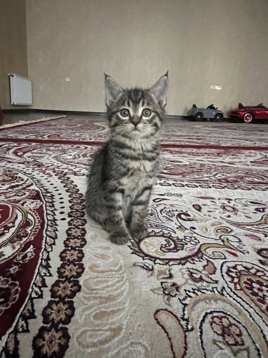 Отдадим даром домашних котят, мальчики и девочки …………………………………………………..