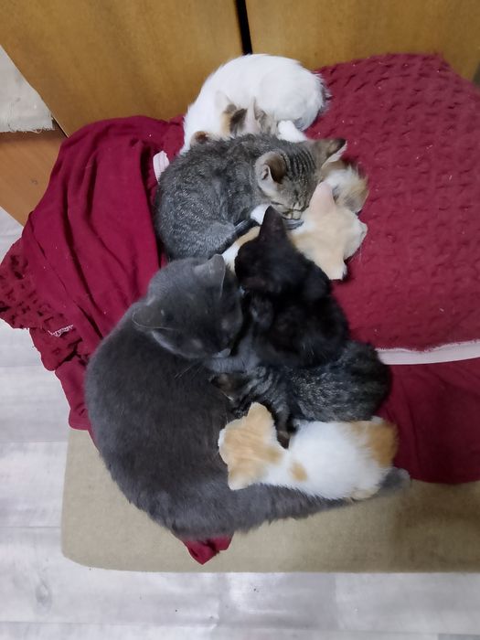 Котята, кошки даром