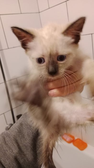 Котята в хорошие руки